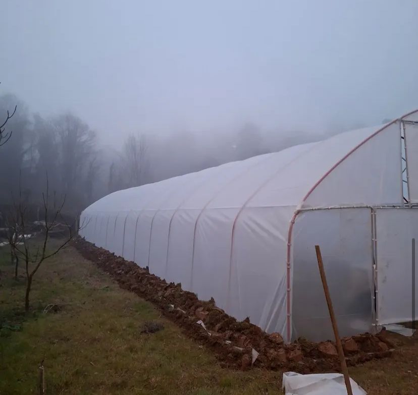 Zyn Tingöz Seracılık